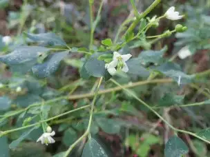 3_230925matukazesou_03