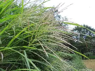 1_231001susuki_01