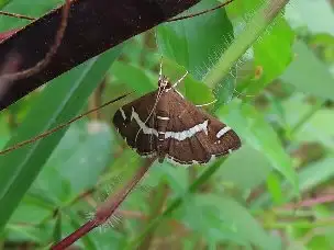 1_231001siroobinomeiga_01