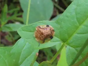 2_231001yotumonkamenokohamusi_02