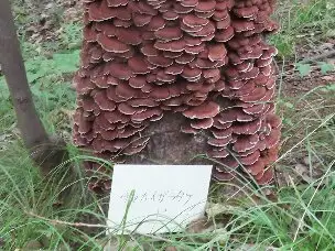 小山内裏公園231008チャカイガラタケ_01