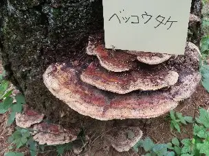 小山内裏公園231008ベッコウタケ_02