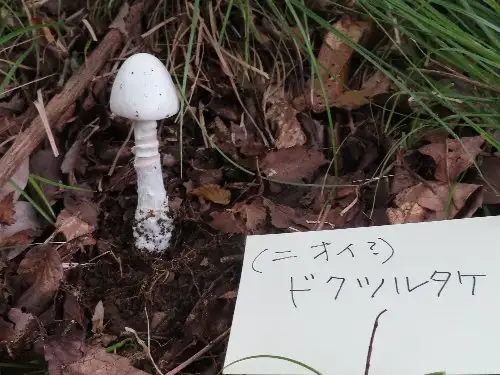小山内裏公園231008ドクツルタケ_05