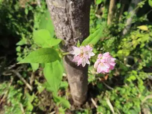 1_231018mizosoba_01