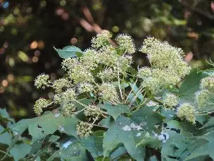 3_231018harigiri_03