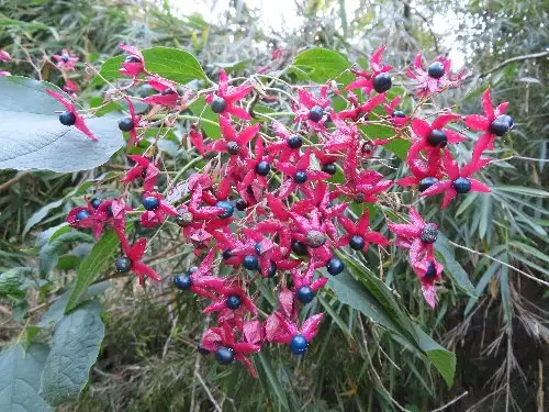 5_231018kusagi_05