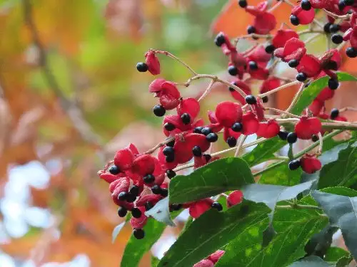 5_231113gonzui_05