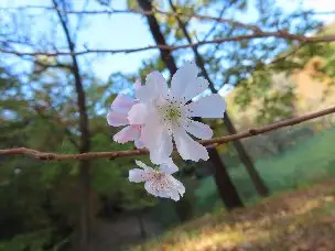 1_231124jugatuzakura_01