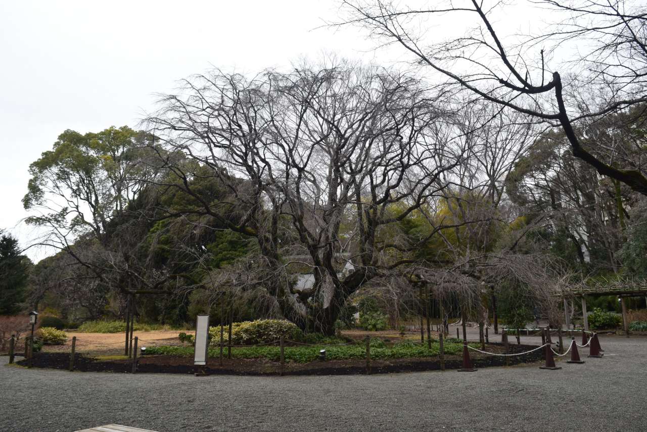 六義園250306シダレザクラ (1)