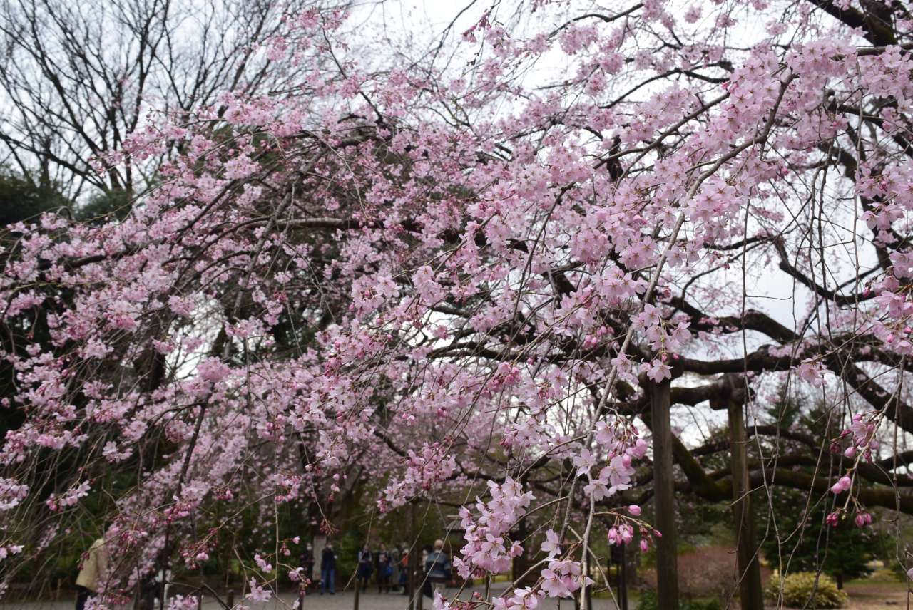 六義園250324シダレザクラ5分咲き (6)