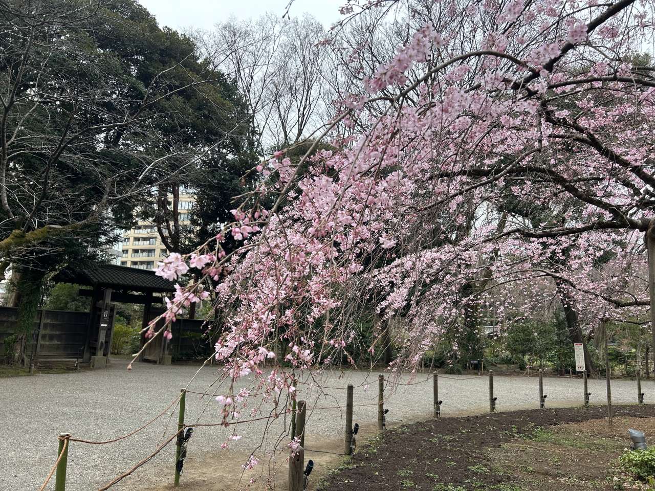 六義園250324シダレザクラ_三分咲き (1)