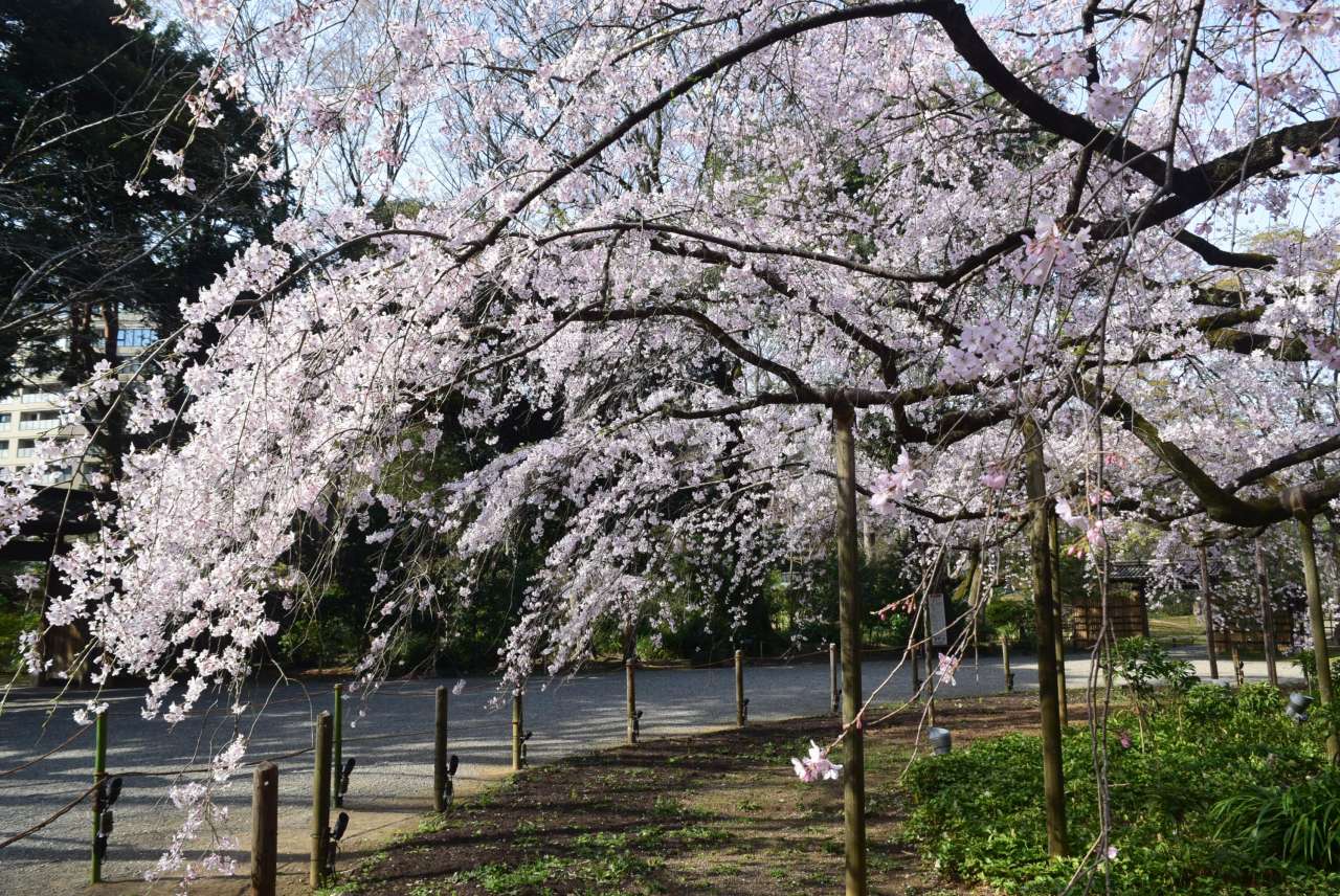 六義園250326シダレザクラ_正門 (14)