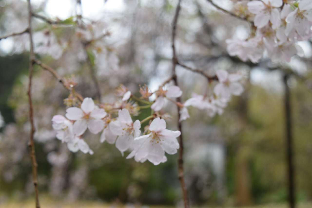 六義園250329シダレザクラ正門 (10)