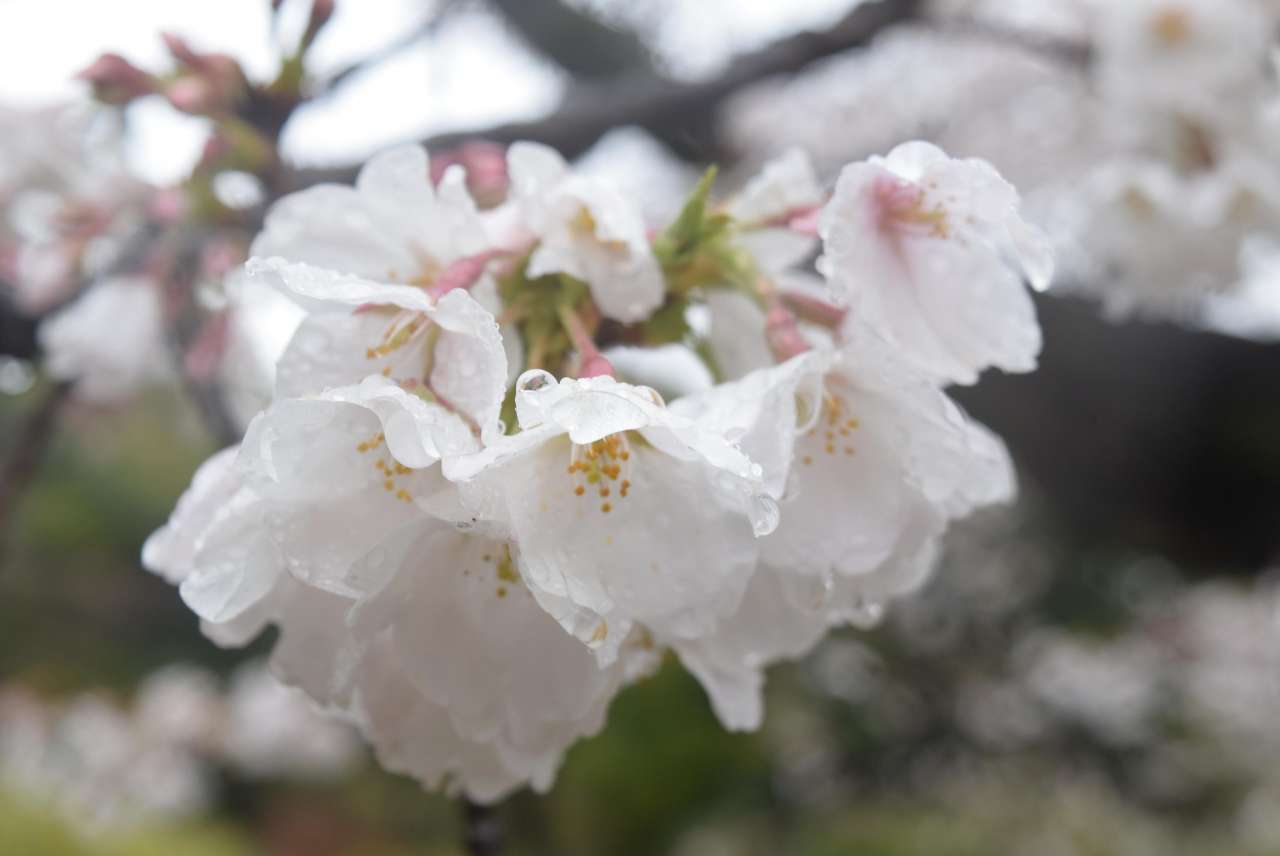 六義園250402ソメイヨシノ (2)