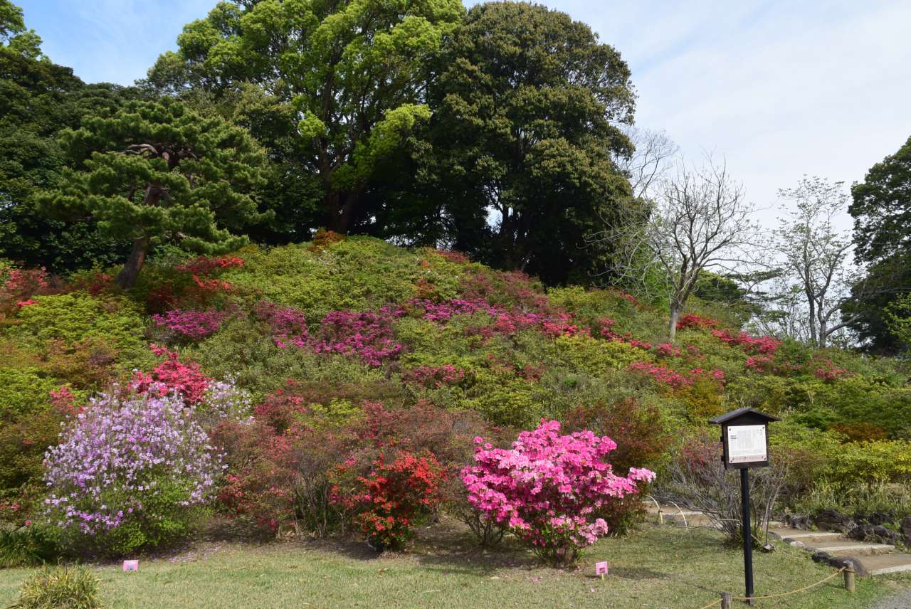 六義園250417藤代峠 (2)