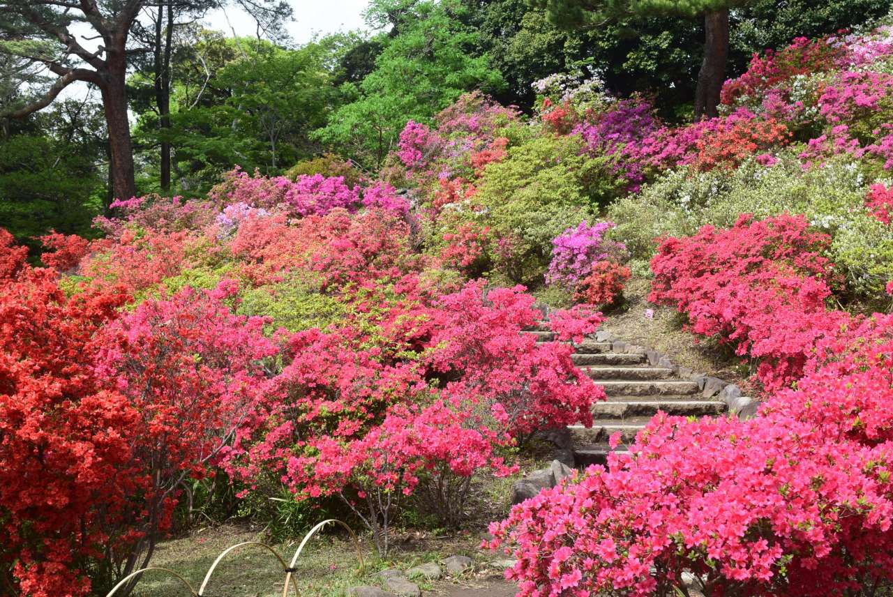 六義園250424藤代峠 (3)