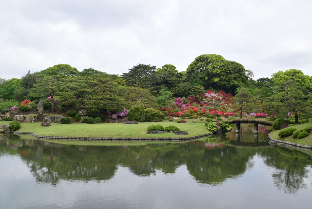 六義園250426ツツジ (2)