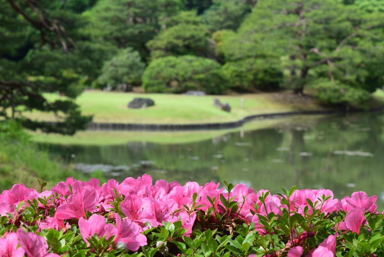 六義園250522サツキの状況 (2)