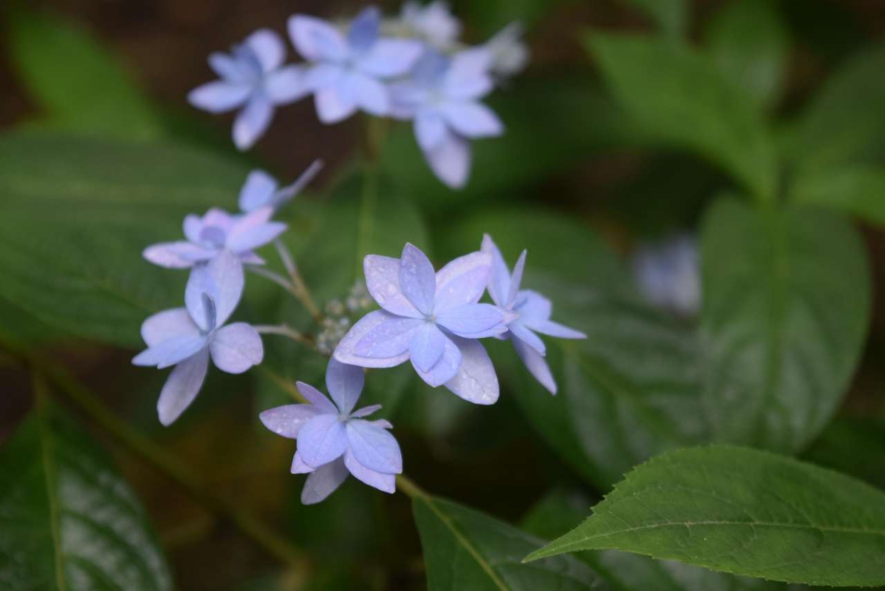 六義園250525七段花 (1)