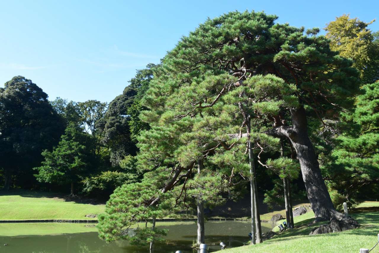 六義園250924吹上松