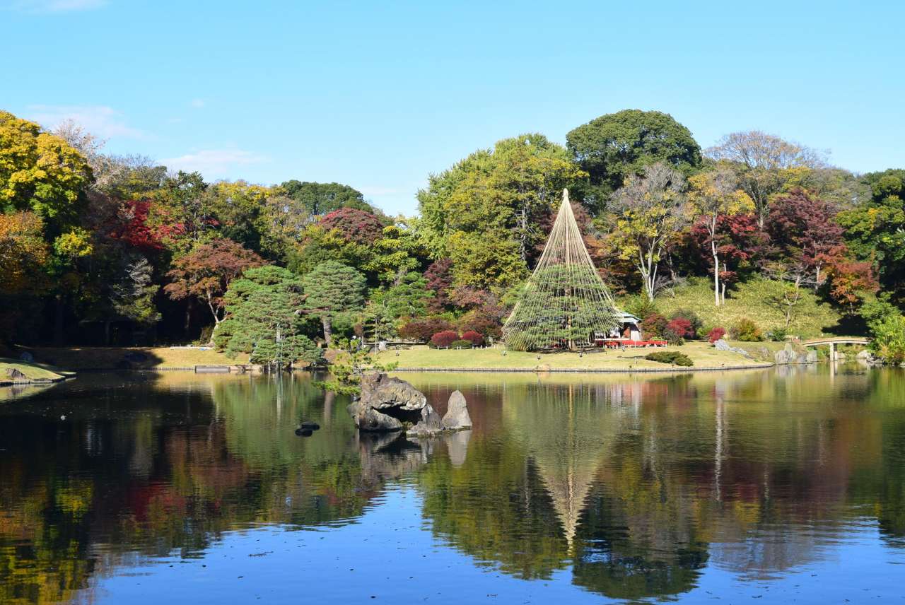 六義園2511雪吊り (1)