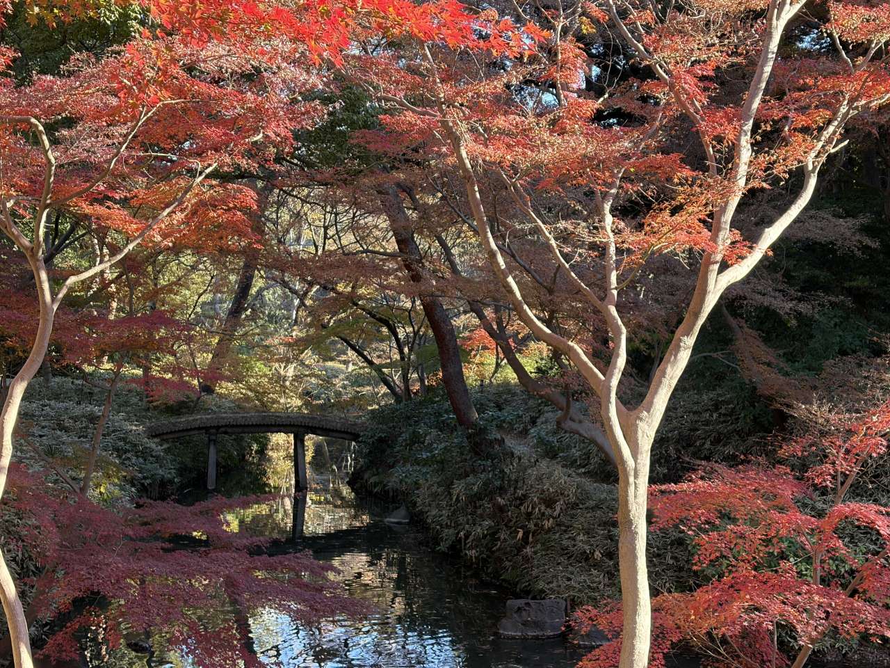 六義園251205山陰橋