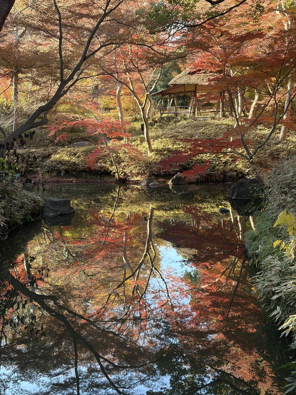 六義園251208つつじ茶屋