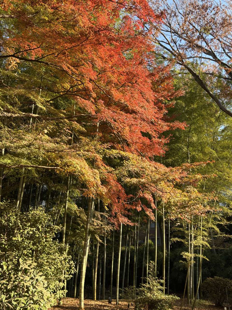六義園251208竹林