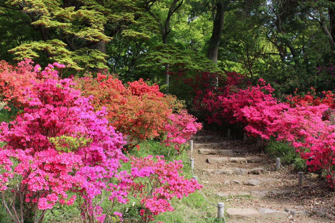 六義園2600414吹上階段
