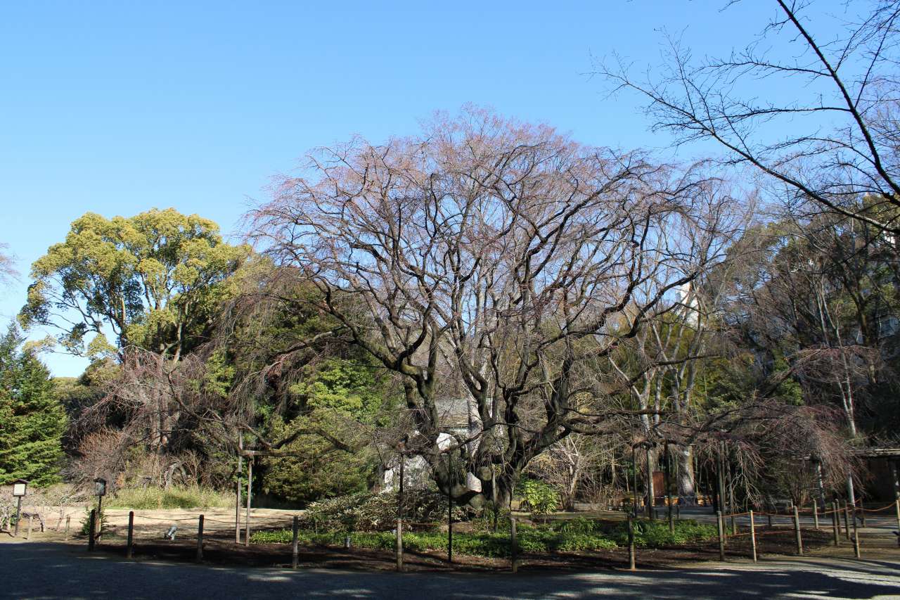 六義園260315シダレザクラ全景