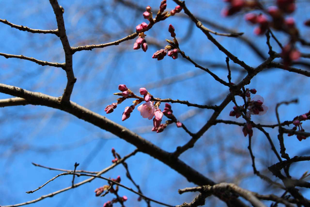 六義園260315シダレザクラ開花 (1)