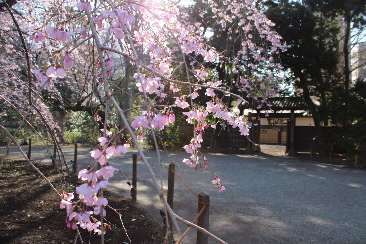 六義園260321シダレザクラ見ごろ (3)