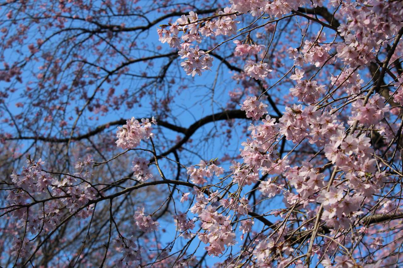 六義園260321シダレザクラ見ごろ (5)