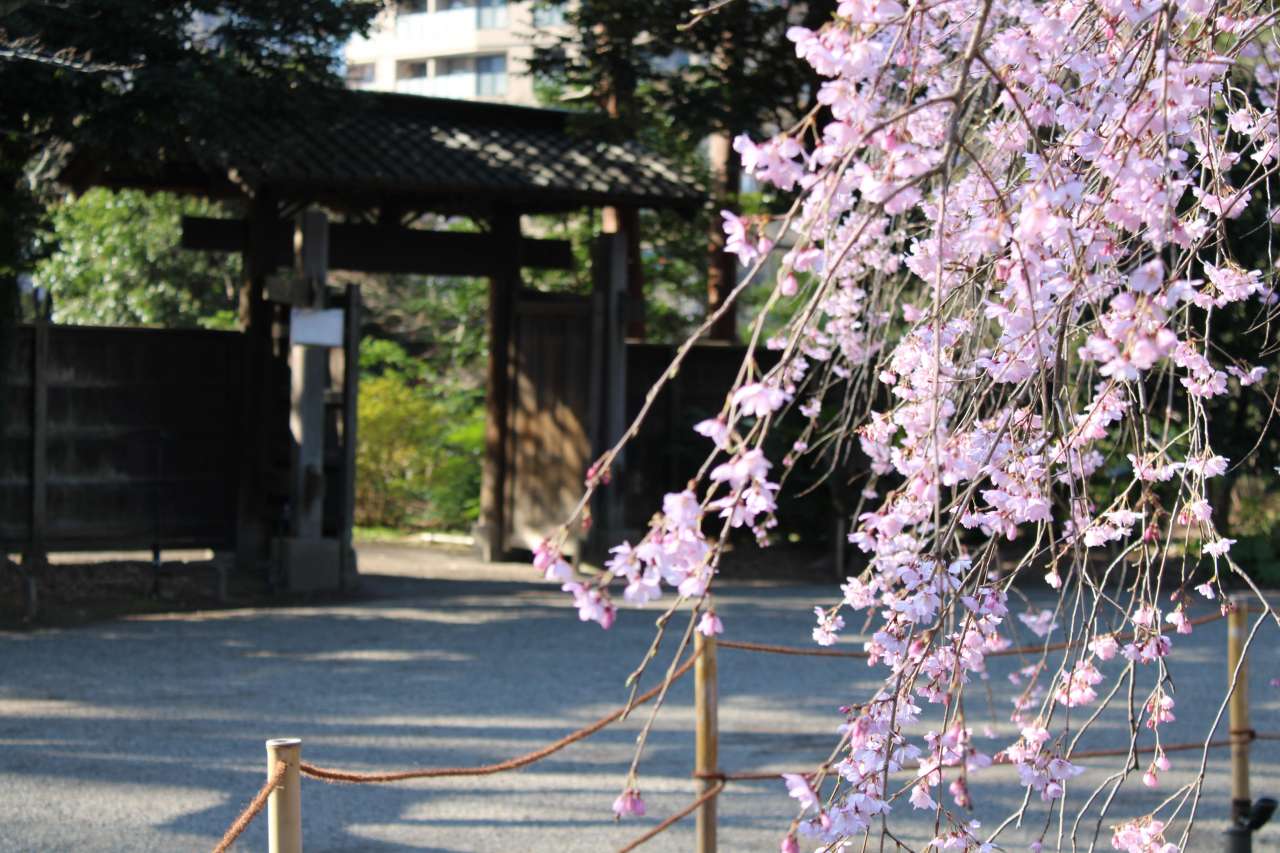 六義園260321シダレザクラ見ごろ (6)