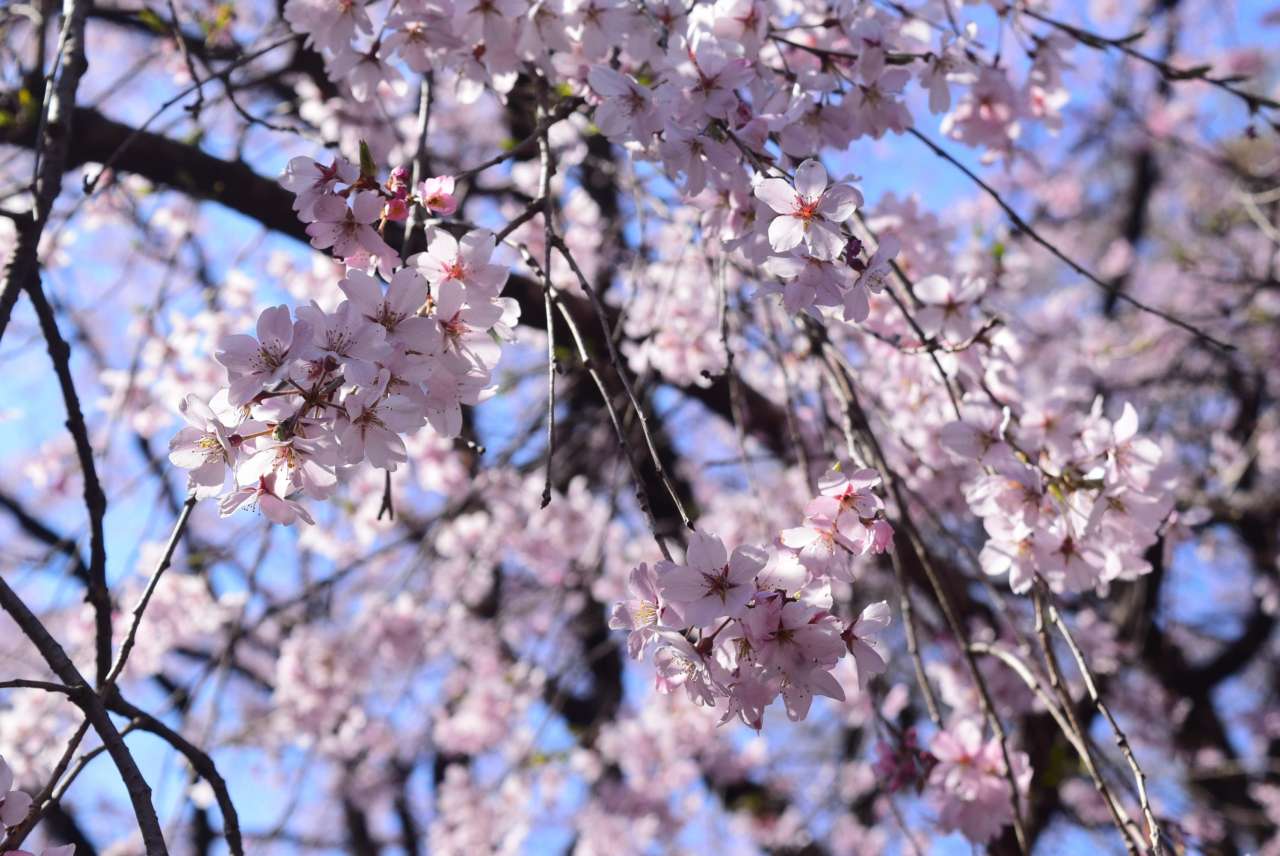 六義園260323しだれ桜 (1)