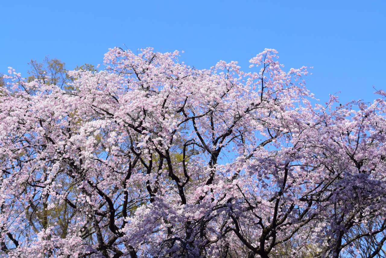 六義園260323しだれ桜 (2)
