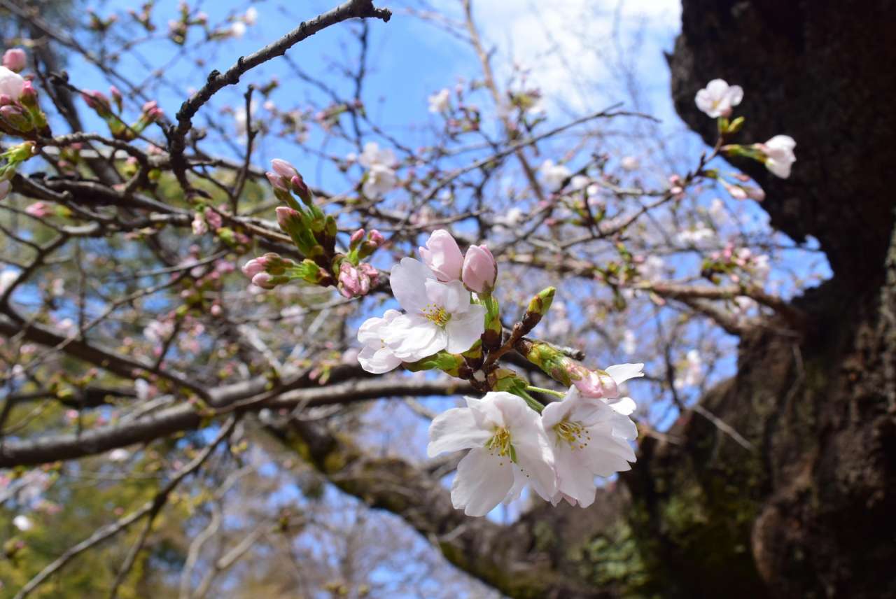 六義園260323ソメイヨシノ