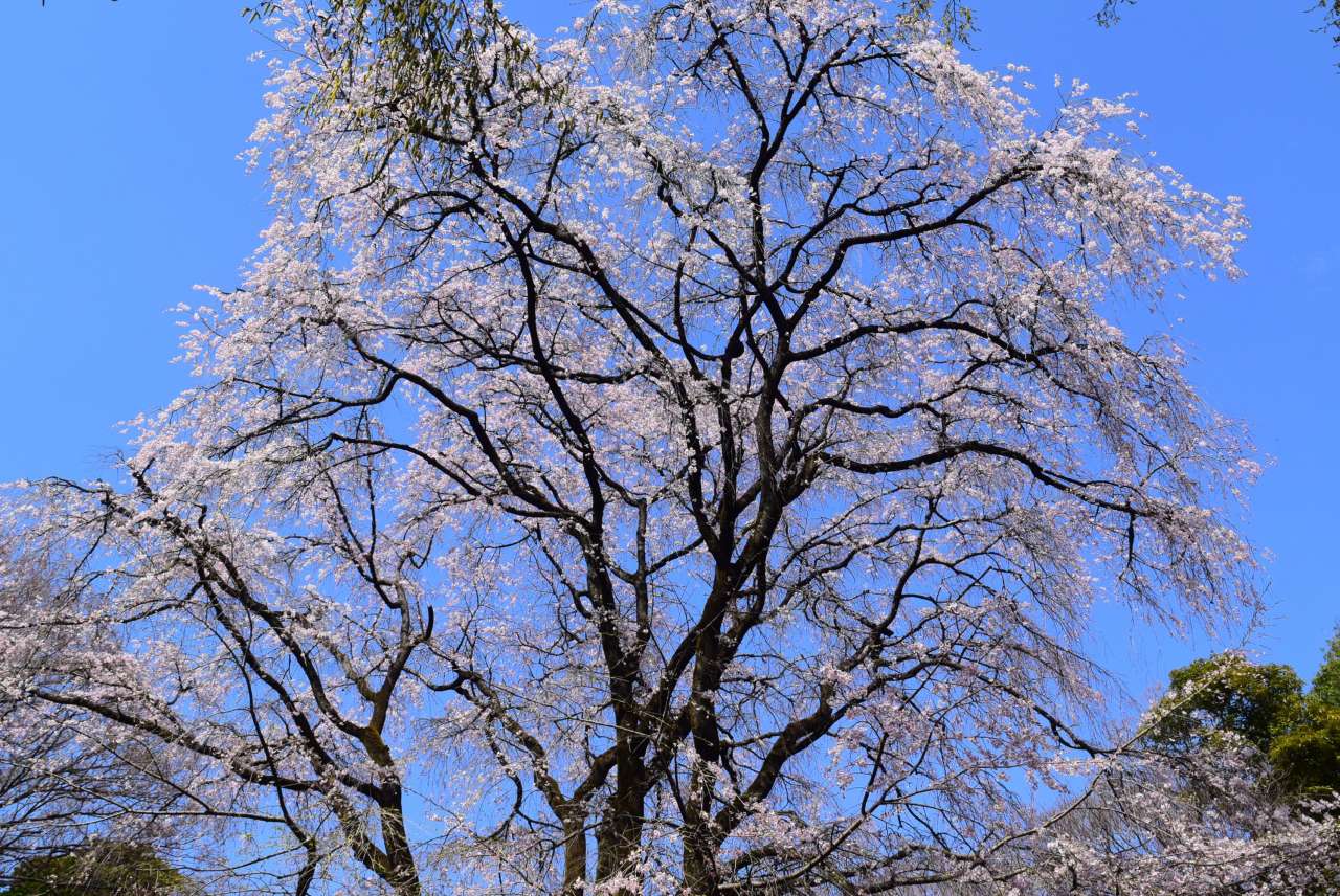 六義園260323第2のしだれ桜