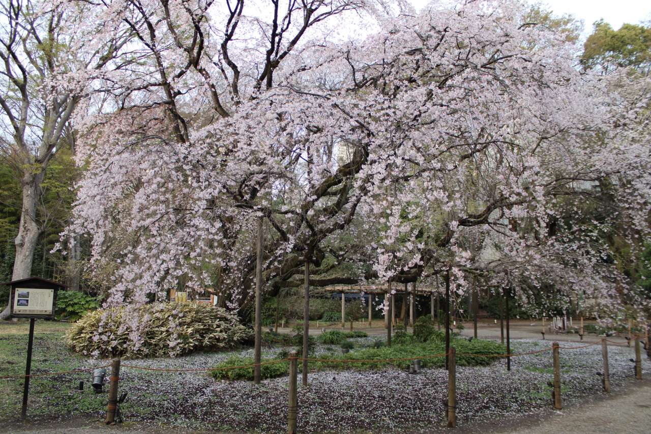六義園260327しだれ桜 (2)