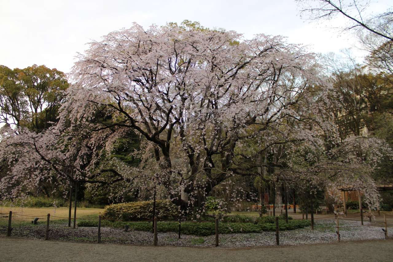 六義園260327しだれ桜