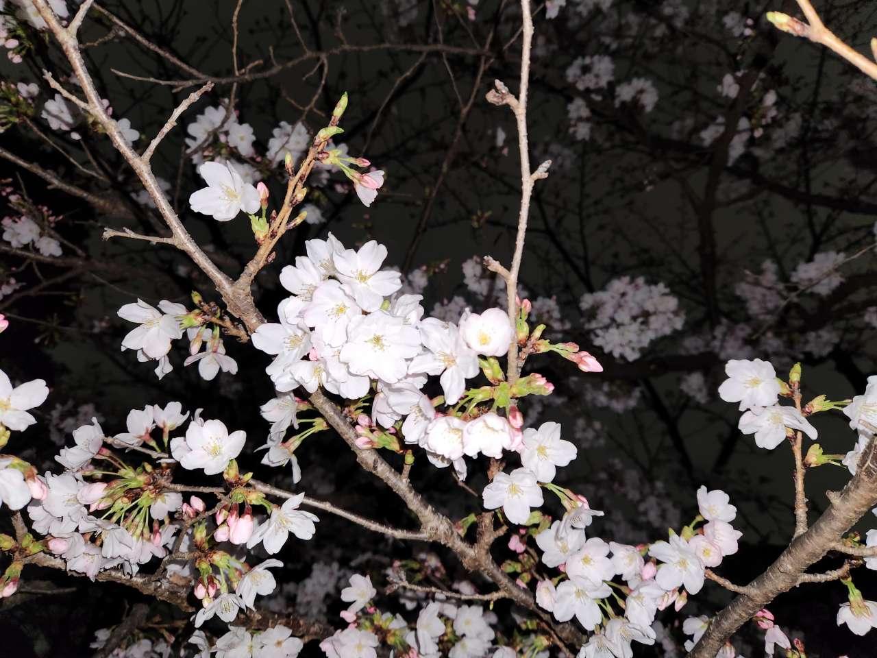 六義園260327ソメイヨシノ