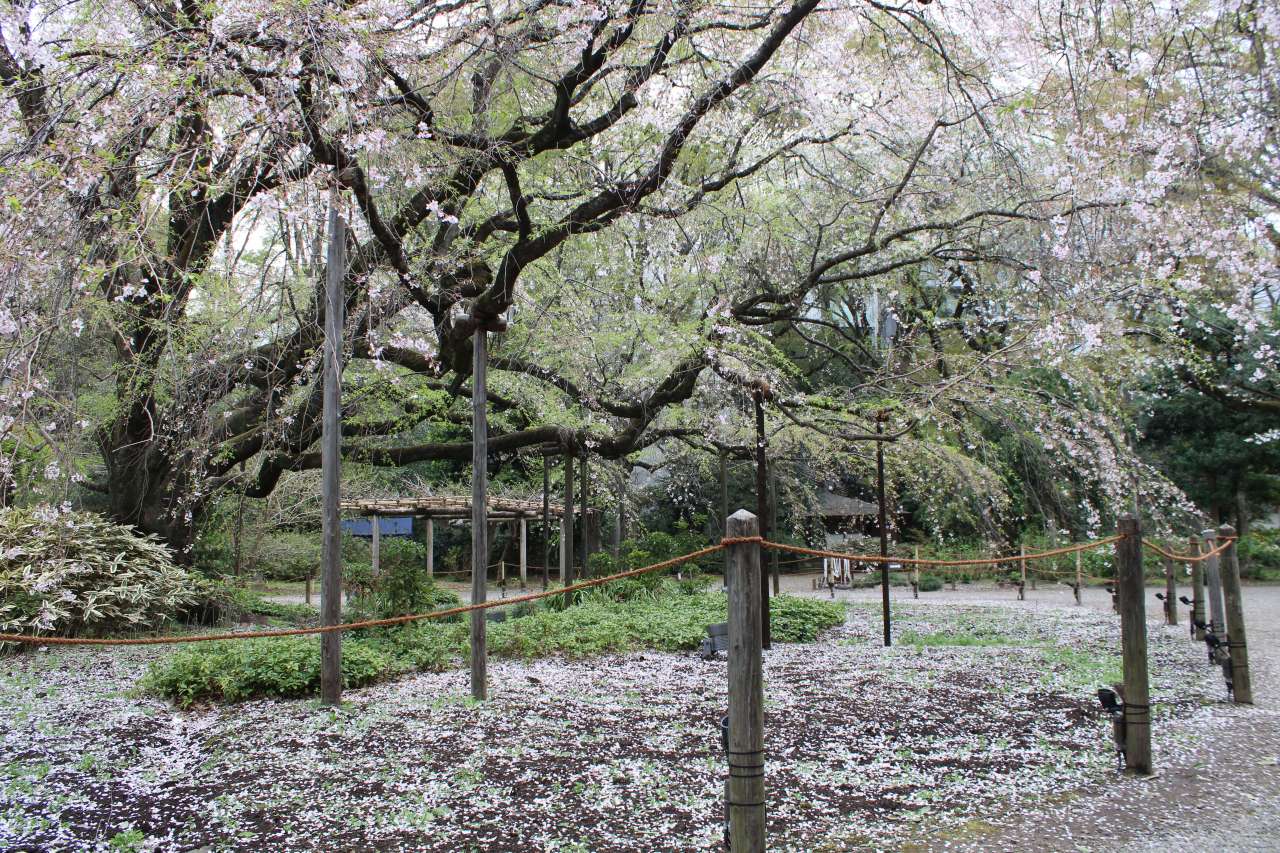 六義園260330シダレザクラ (2)