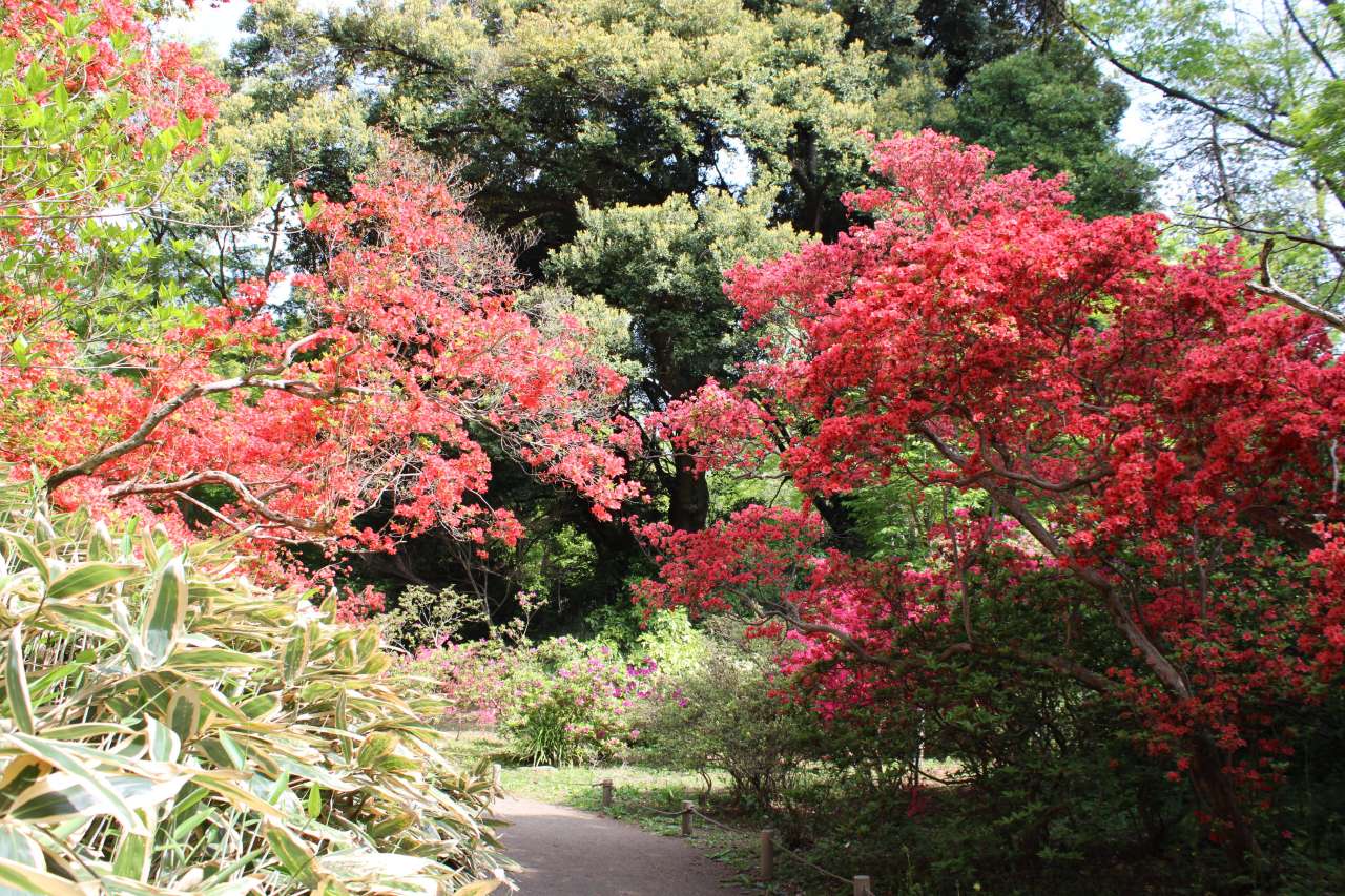 六義園260414尋芳径ツツジ