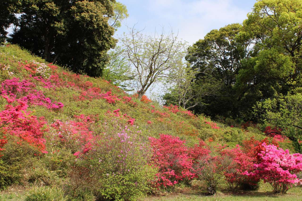 六義園260414藤代峠