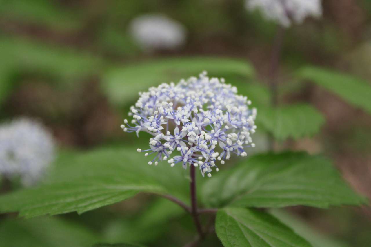 六義園260430コアジサイ