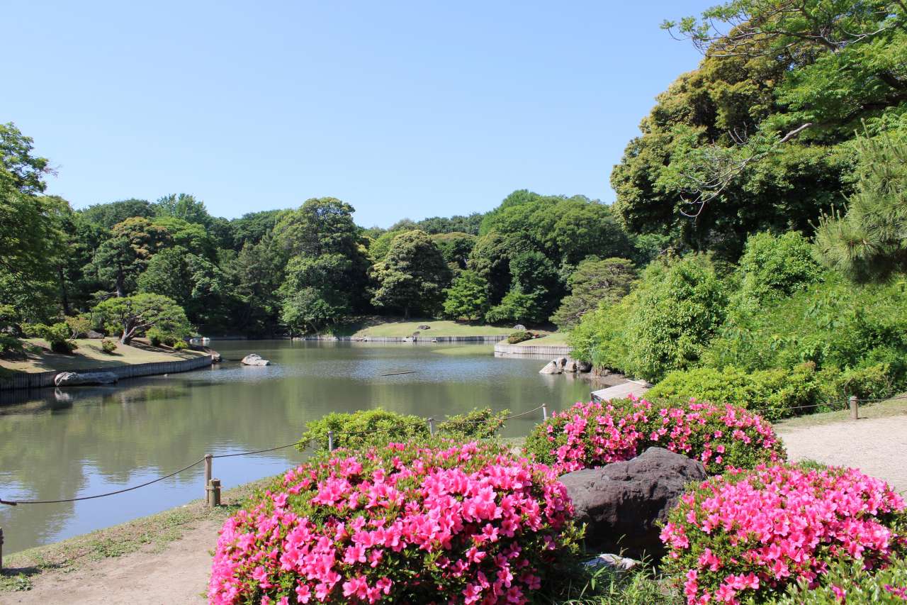 六義園260517サツキ開花状況(4)