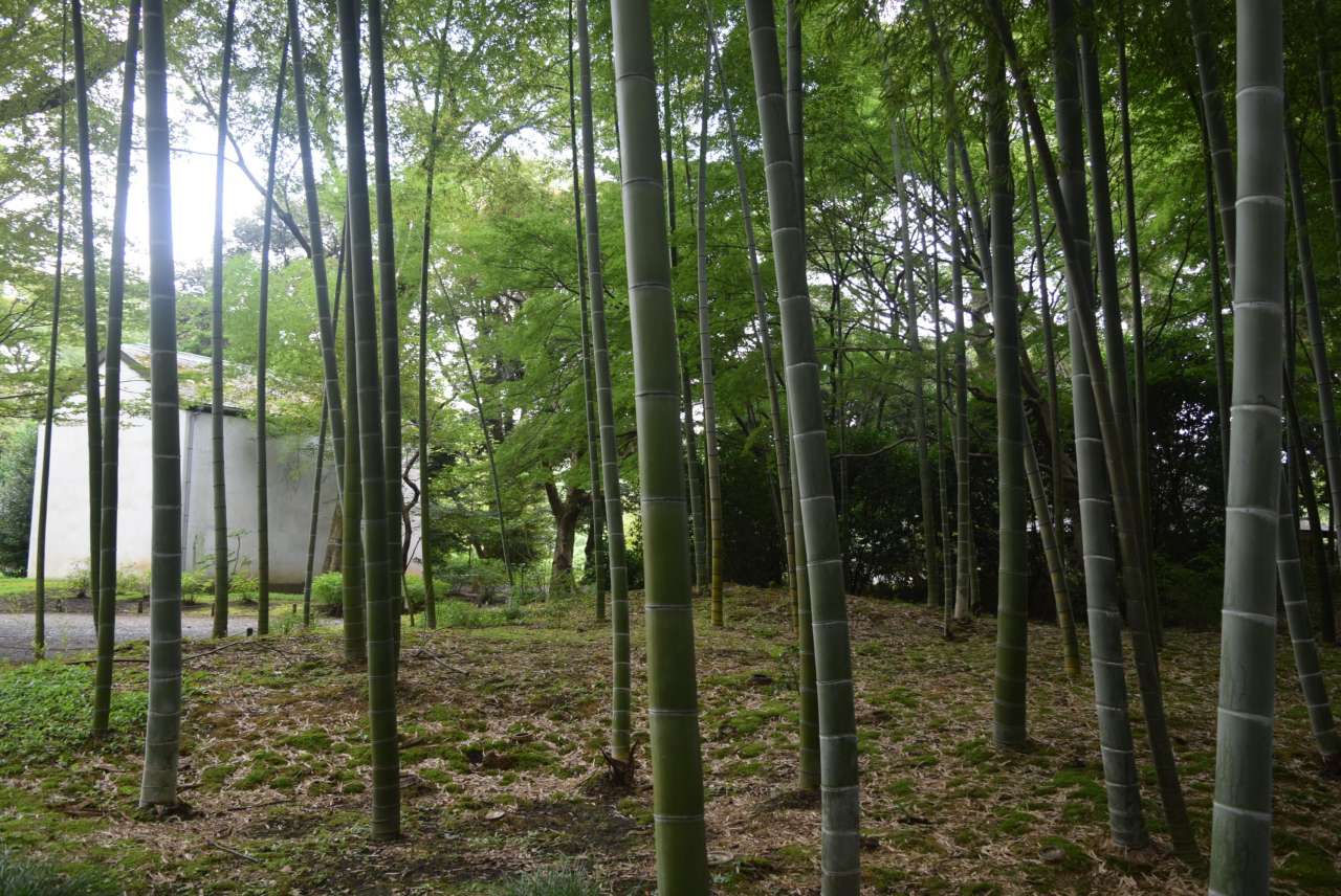六義園260819竹林と蔵