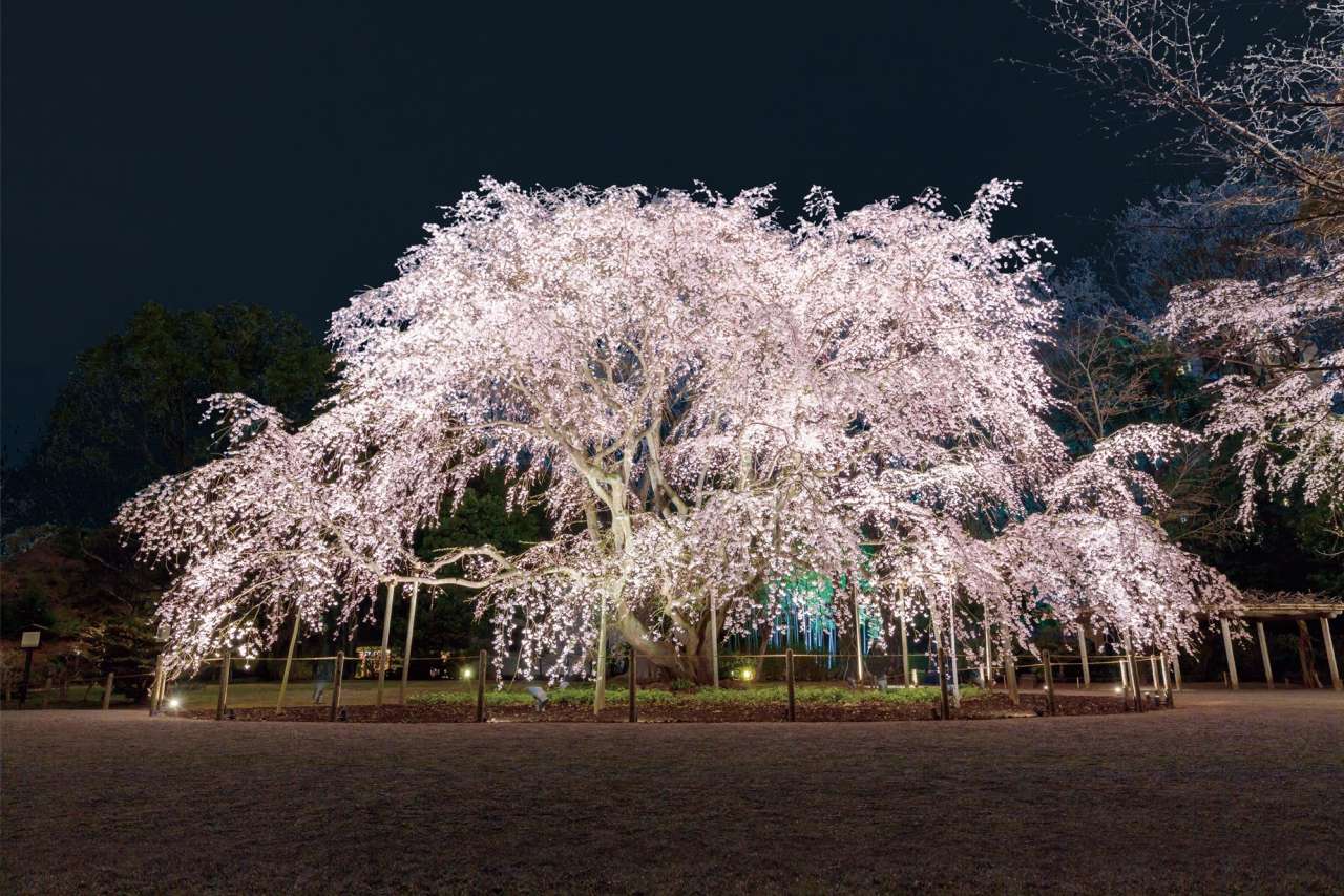 春夜の六義園（トリミング）