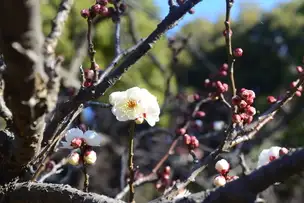 【六義園】梅が咲き始めました_01