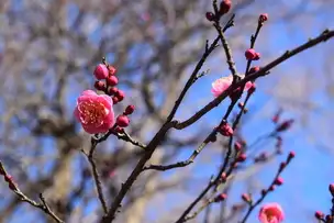 【六義園】梅が咲き始めました_02